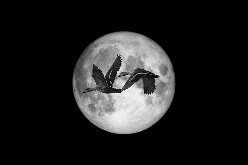 Moonlit Melodies